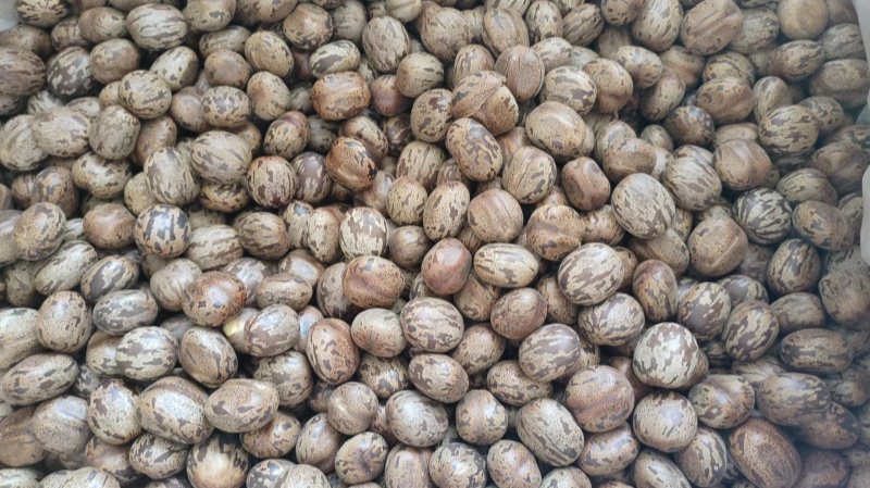 橡膠種仁